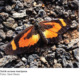 Sotik acrea mariposa (foto: Sam Dean)