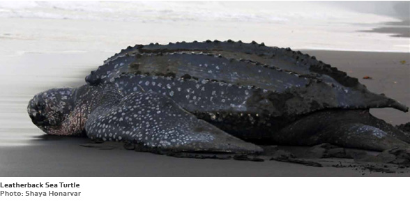 Leatherback Sea Turtle (Photo: Shaya Honarvar)