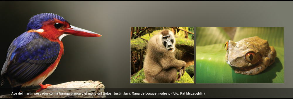 Ave del martin pescador con la barriga blance y el mono dril (Fotos: Justin Jay); Rana de bosque modesto (Foto: Pat McLaughlin)